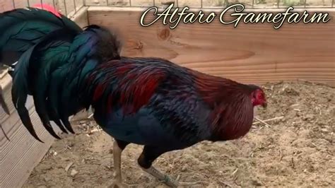 black jap gamefowl|Breeding Black Japs! This season, .